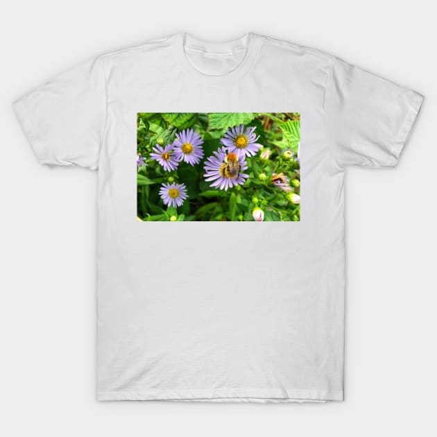 Bee on Purple Aster T-Shirt by Violaman